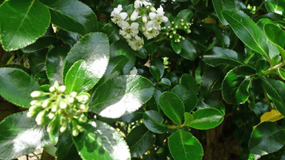 Escallonia White flowers