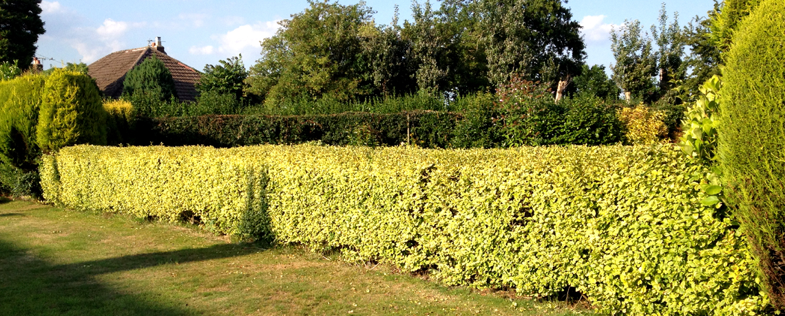 Golden Privet Hedge