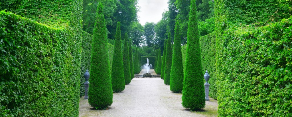 Hornbeam Decorative Hedging
