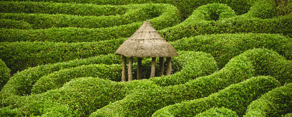 Laurel hedging grown as a maze