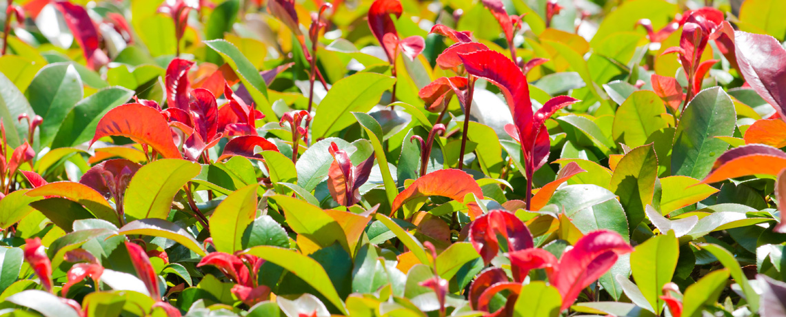 Instant Hedging Colourful Hedging Evergreen Green Red Leaves Instant Landscaping Tall hedging Front Garden Hedge Boundary Hedge Photinia Red Robin