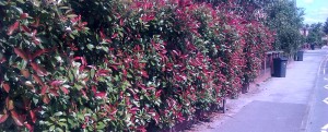 Photinia Red Robin, Red Hedges UK, Colourful Hedges, Boundary Hedges, Attractive Hedging, Evergreen 