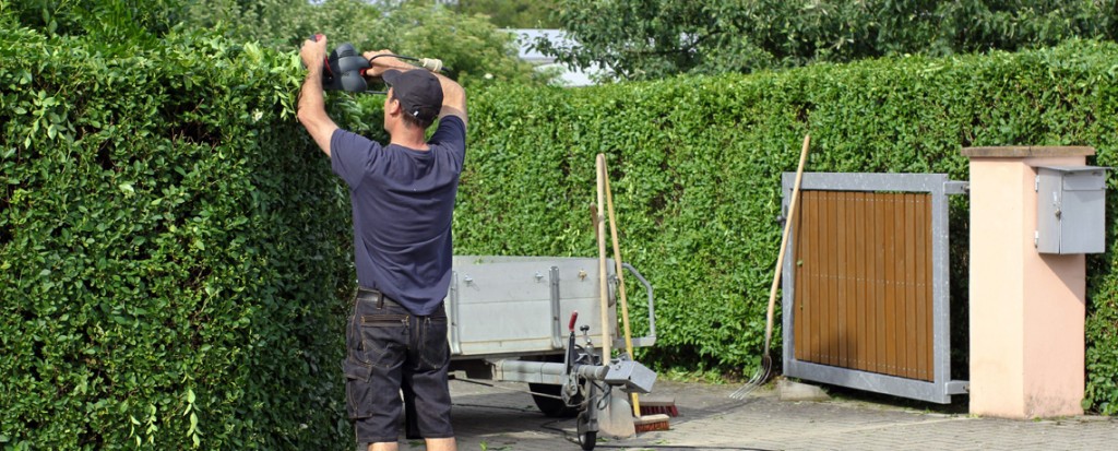 Privet hedge trimming, Spring Hedge Care