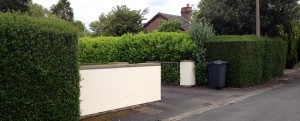 Green Privet hedge 1