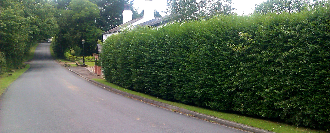 Green Privet hedge 2