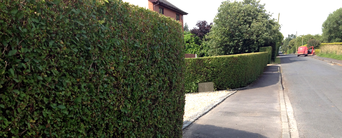 Green Privet hedging 4