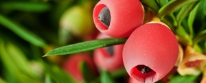 Yew hedge berries, Yew Tree, Tall Hedging, Tall Evergreen, Conifer, Instant Hedge, Yew Hedge, Privacy Hedge