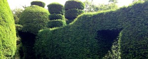 Yew Tree, Tall Hedging, Tall Evergreen, Conifer, Instant Hedge, Yew Hedge, Privacy Hedge, cutting a Yew Tree