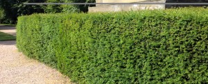 Yew Tree, Tall Hedging, Tall Evergreen, Conifer, Instant Hedge, Yew Hedge, Privacy Hedge, Maintanence