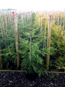 Green Leylandii Tree for sale UK, UK grown, Direct form nursery
