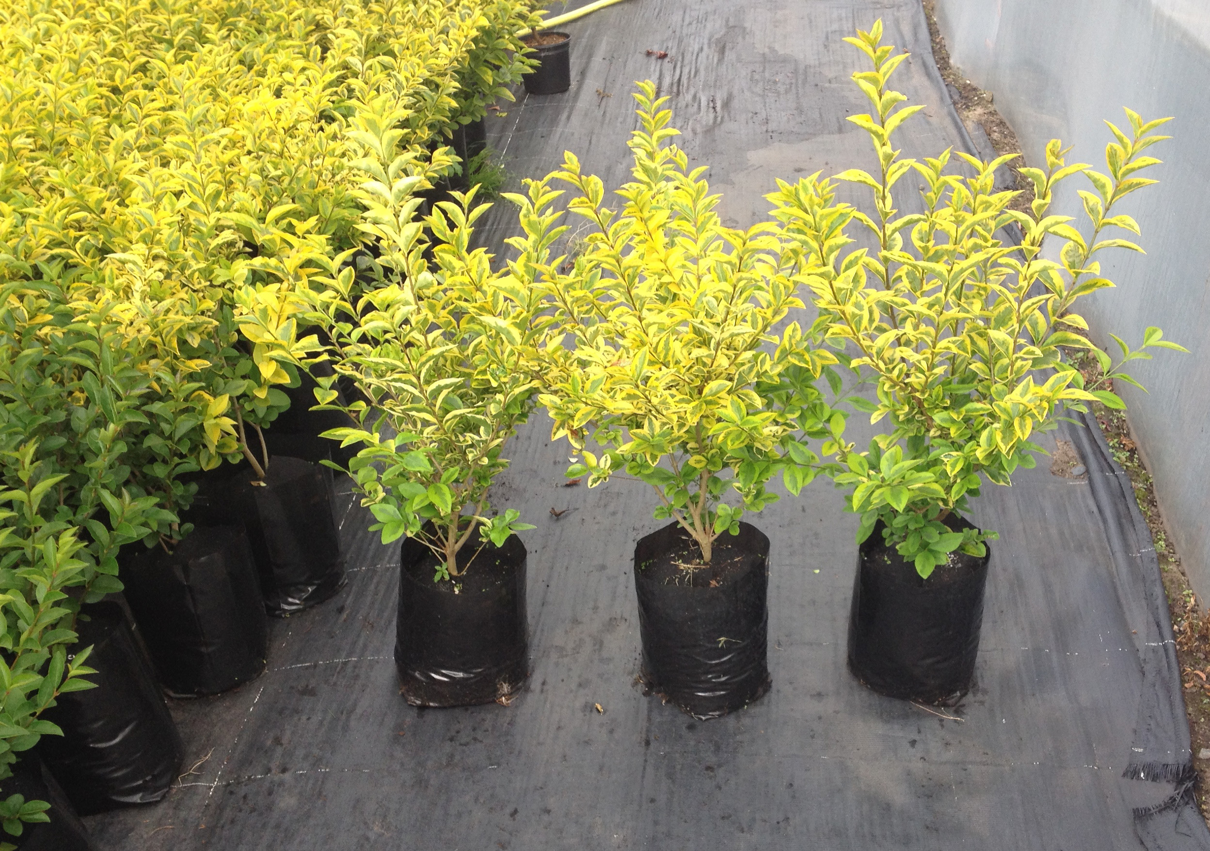 Golden Privet Hedging Plants 10L Pot | Hedging UK