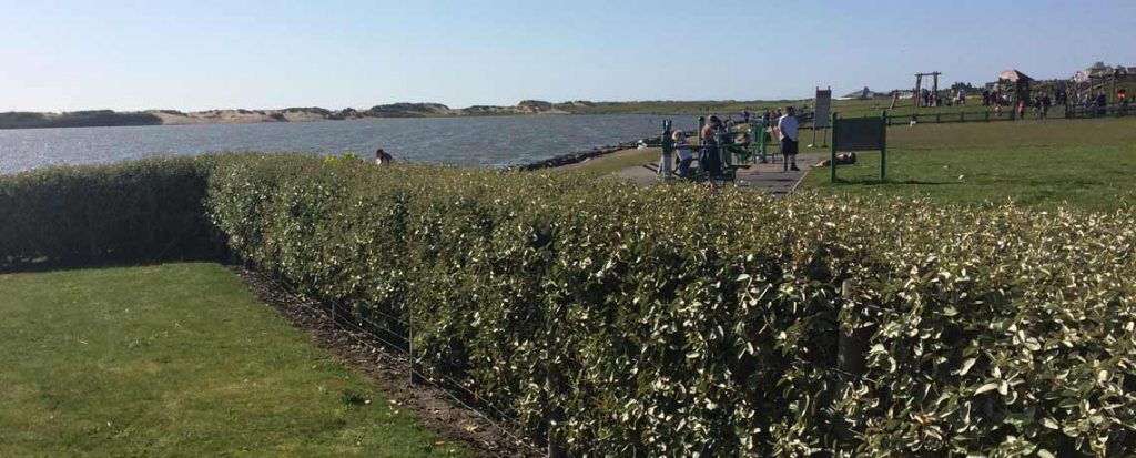 Coastal hedge Silver leaves Colouful Hedge Instant Hedging Salt tolerant plants fast growing Front Garden Hedge Boundary Hedge evergreen screening Privacy Hedging Oleaster Hedge Elaeagnus Ebbingei Silverberry