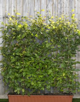 Hornbeam Instant Hedge 1m Long (20 Litres)