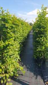 Fast Growing Hedges. Instant Hedging, Privacy Hedge 