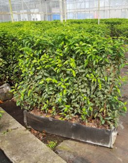 Portuguese laurel lusitanica Which evergreen shrub grows faster for boudary hedges instant hedging plants