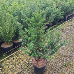 Yew Trees For Sale 10L| Buy Direct from the Grower | Hedging UK