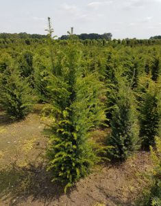 Yew Tree, Tall Hedging, Tall Evergreen, Conifer, Instant Hedge, Yew Hedge, Privacy Hedge, UK Grown Hedging