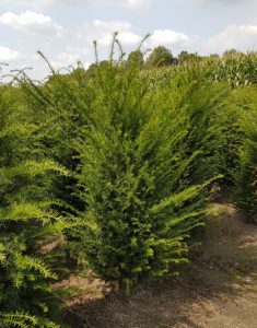 Yew Tree, Tall Hedging, Tall Evergreen, Conifer, Instant Hedge, Yew Hedge, Privacy Hedge, Boundary Hedging
