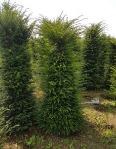 Yew Tree, Tall Hedging, Tall Evergreen, Conifer, Instant Hedge, Yew Hedge, Privacy Hedge