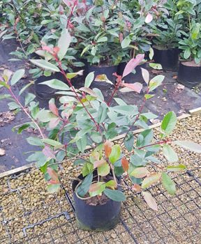 Instant Hedging Colourful Hedging Evergreen Green Red Leaves Instant Landscaping Tall hedging Front Garden Hedge Boundary Hedge Photinia Red Robin