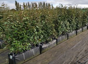 Hedge Plant Guide UK