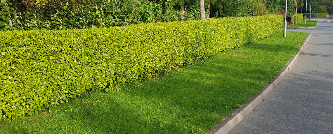 Security Hedging UK, Boundary Hedging, Best Hedges for Privacy