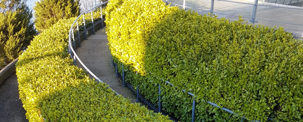 Security Hedging, Best Hedges for Boundaries, Planting Griselinia Hedges