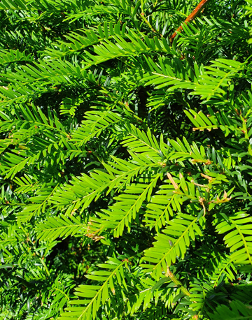 Yew Tree Close Up, Yew Leaves, Evergreen, Conifer, Boarder Hedge, Instant Hedge, Boundary Hedge