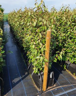 Coastal hedge Silver leaves Colouful Hedge Instant Hedging Salt tolerant plants fast growing Front Garden Hedge Boundary Hedge evergreen screening Privacy Hedging Oleaster Hedge Elaeagnus Ebbingei Silverberry