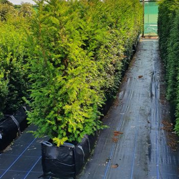 Instant Hedging Taxus Baccata hedge low hedge partition hedge topiary hedge formal hedge slow growing hedge Instant Landscaping Yew hedge low garden hedge Yew Trees Potted Yew