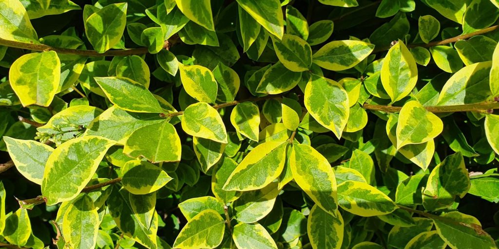 yellow gold privet hedges UK instant hedging direct from nursery
