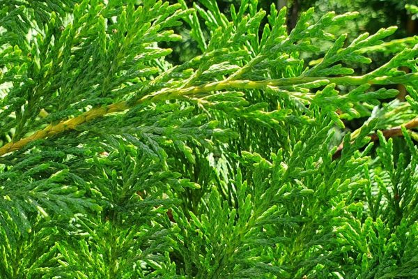Conifer Hedge Conifer Tree Fast Growing Privacy Hedging Security Hedge Instant Hedges Evergreen Hedge Tall hedging Boundary Hedge Cupressus × leylandii Leylandii Trees