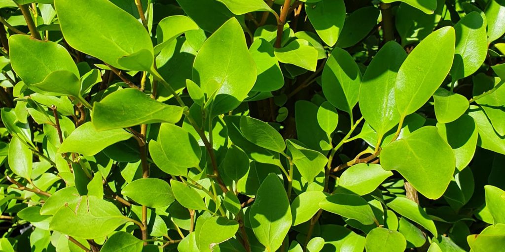 Coastal hedge Instant Hedging Salt tolerant plants Griselinia Hedge New Zealand Privet fast growing Front Garden Hedge Boundary Hedge evergreen screening Privacy Hedging Griselinia Littoralis