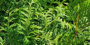 Thuja Hedges, instant hedges, conifer, leylandii alternative