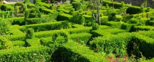 buxus hedge box hedge plants low hedge partition hedge dwarf hedge parterre topiary hedge formal hedge slow growing hedge boxwood hedge box hedge low garden hedge herb garden hedge