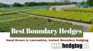Best Boundary Hedges UK, Privacy Hedging, Hedging Online, Portuguese Laurel. photinia red robin, Cherry Laurels