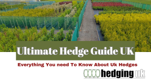 Ultimate Hedge Guide UK, Best Hedges, Boundary Hedging, Types of Hedges, Hedge Maintenance, Full Guide to Hedges