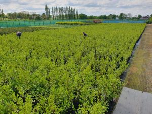 Laurel Instant Hedging Garden Boundary Hedges for sale UK delivery photinia red robin Evergreen Pine Conifer 3
