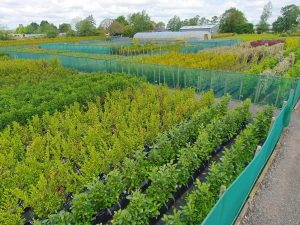 Best Hedges Hedging uk instant garden laural boundary plants evergreen trees conifers coastal hardy photinia red robin griselinia holly bush british nursery