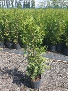 Conifer Hedge Conifer Tree Fast Growing Trees Fragrant Foliage Security Hedge