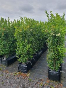 Fast growing Hedges Front Garden Hedge Boundary Hedge evergreen screening Privacy Hedging Easy Maintenance low cost Ligustrum Ovalifolium Oval Leaved Privet Green Privet Hedge