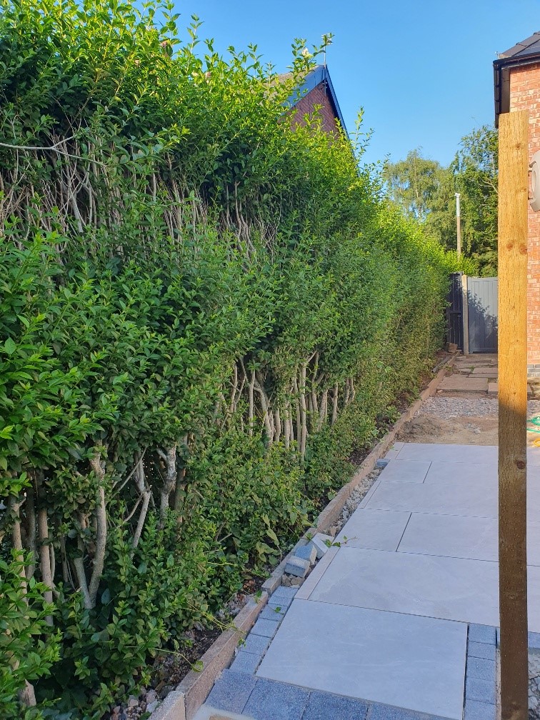 Privet Hedge Winter Privet Hedge Plants Ligustrum Ovalifolium