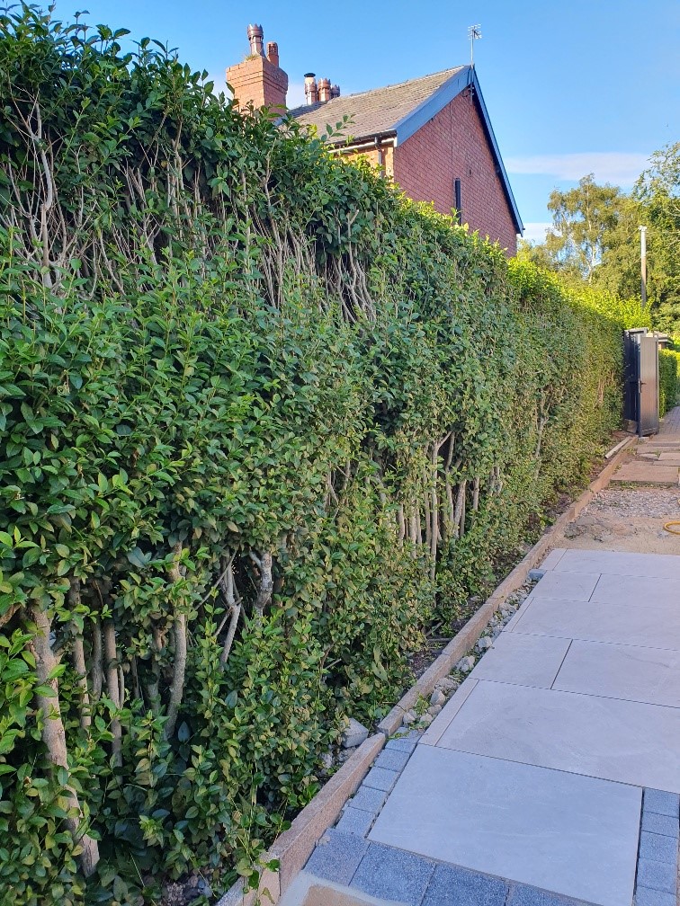 Ligustrum Vulgare Hedge