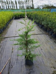 Conifer Hedge Conifer Tree Fast Growing Privacy Hedging Security Hedge Instant Hedges Evergreen Hedge Tall hedging Boundary Hedge Cupressus × leylandii Leylandii Trees