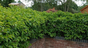 Evergreen Green Purple Stems Dark Green Leaves Small Leaves Versatile Hedging Chalky Chalk Soils Instant Landscaping Instant Hedging Tall hedging Front Garden Hedge Boundary Hedge Portuguese Laurel Hedge Prunus Lusitanica Angustifolia