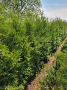 Conifer Hedge Conifer Tree Fast Growing Trees Fragrant Foliage Security Hedge Instant Hedges Landscaping Tall hedging Privacy Hedging Boundary Hedge Thuja Hedge