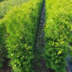 Conifer Hedge Conifer Tree Fast Growing Trees Fragrant Foliage Security Hedge Instant Hedges Landscaping Tall hedging Privacy Hedging Boundary Hedge Thuja Hedge