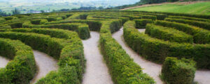 Instant Hedging Taxus Baccata hedge low hedge partition hedge topiary hedge formal hedge slow growing hedge Instant Landscaping Yew hedge low garden hedge Yew Trees Potted Yew Hedging
