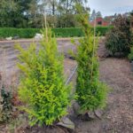 Instant Hedging Taxus Baccata hedge low hedge partition hedge topiary hedge formal hedge slow growing hedge Instant Landscaping Yew hedge low garden hedge Yew Trees Potted Yew Hedging