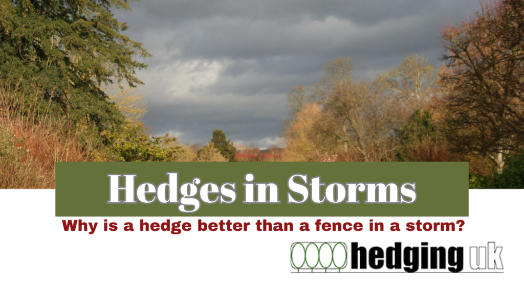 Hedges in Storms, Why are Hedges Better than Fences in a Storm, Hedging UK, Hedges, Best Hedges